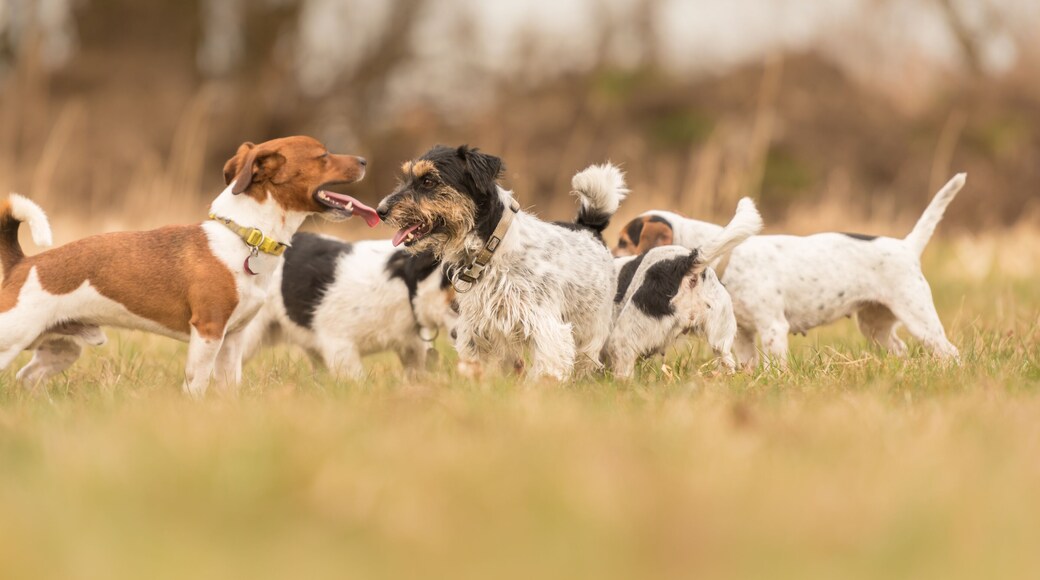라 비스타 개 공원