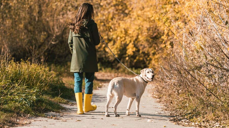 back view of woman in yellow rubber boots walking with golden retriever in autumnal park