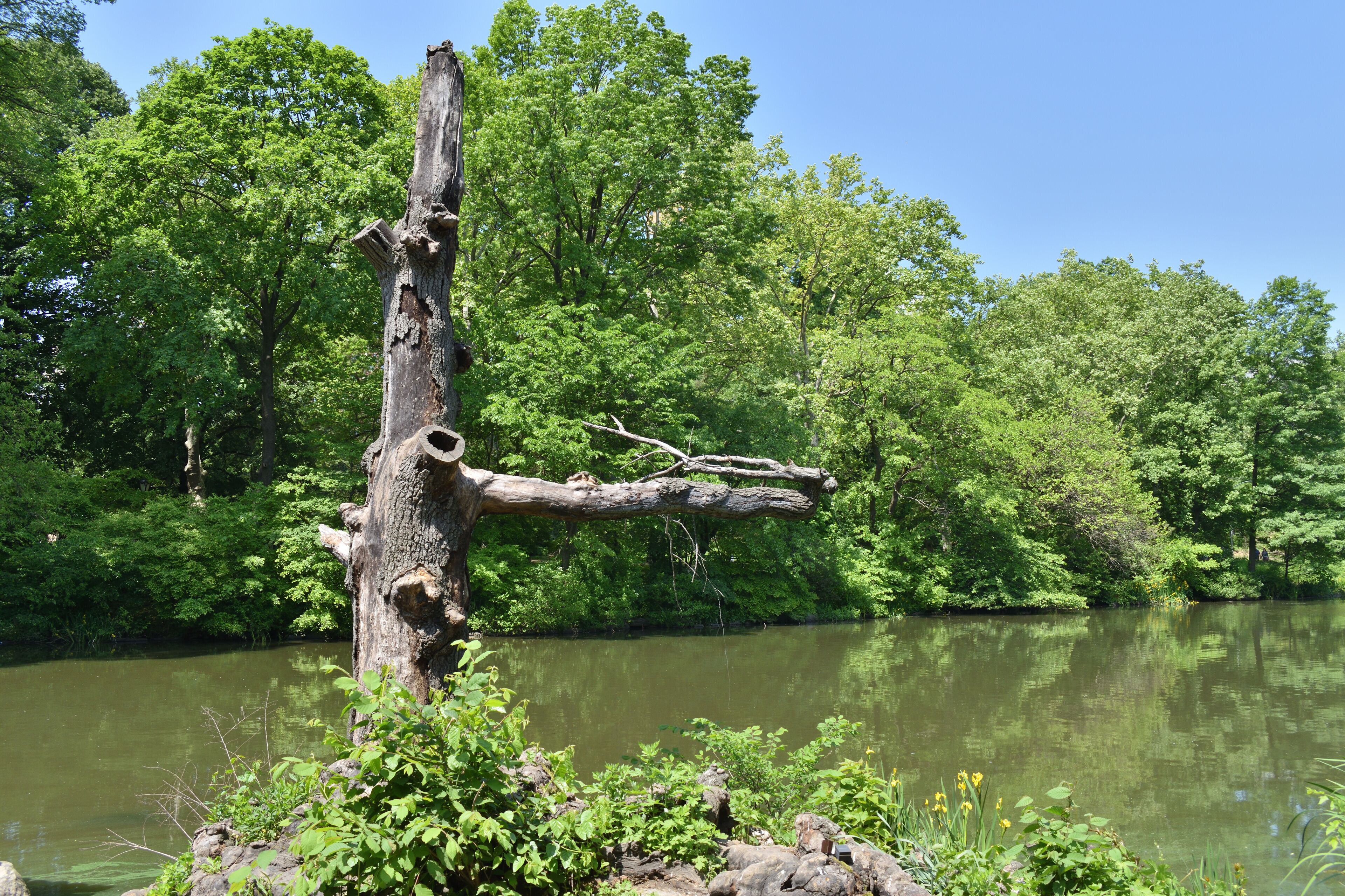A tree stump is sitting in a field next to a body of water. The stump is surrounded by green plants and trees, creating a peaceful and serene atmosphere. Central Park, New York