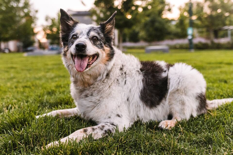 En hund som ligger på gräset i en park.