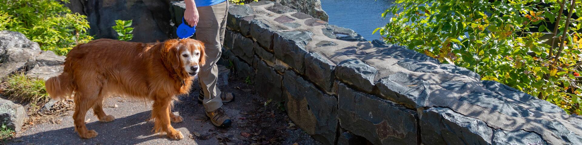 Handsome man and golden retriever dog enjoy the autumn colors on the Saint Croix River at Interstate State Park in Minnesota