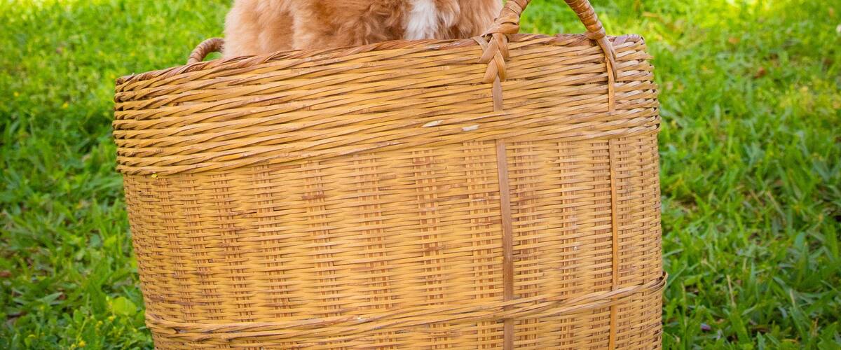 Portrait of mini labradoodle dog wearing bunny ears and a bow tie sitting in a basket in a park