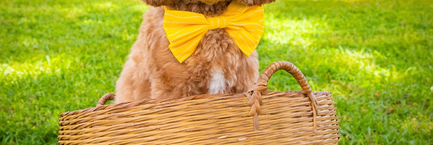 Portrait of mini labradoodle dog wearing bunny ears and a bow tie sitting in a basket in a park