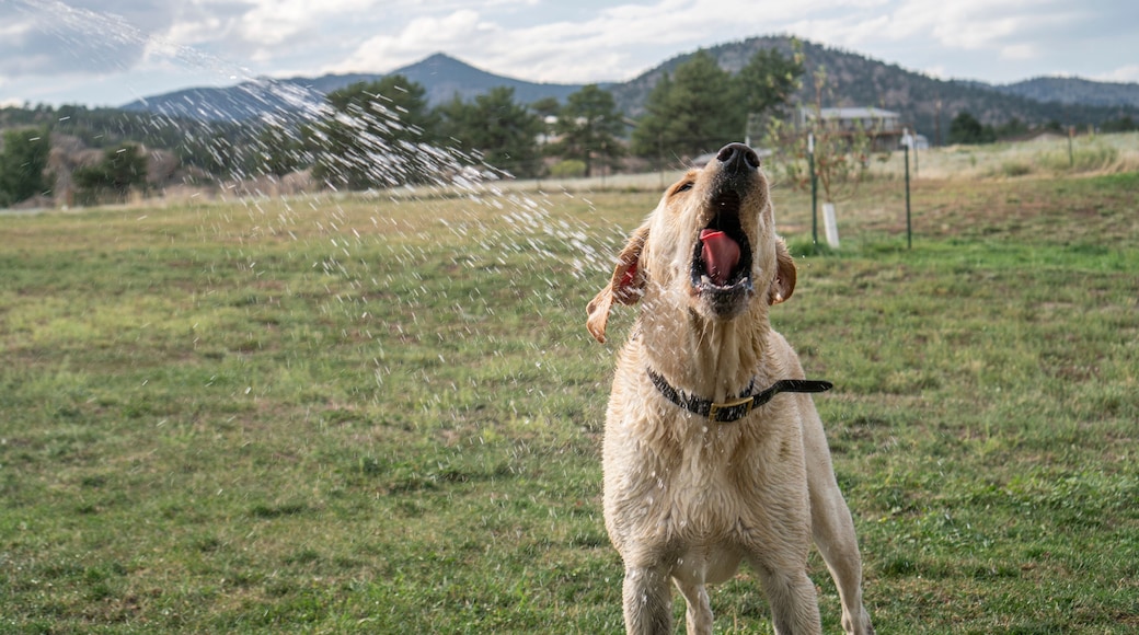 Water spraying on Labrador Retriever at park