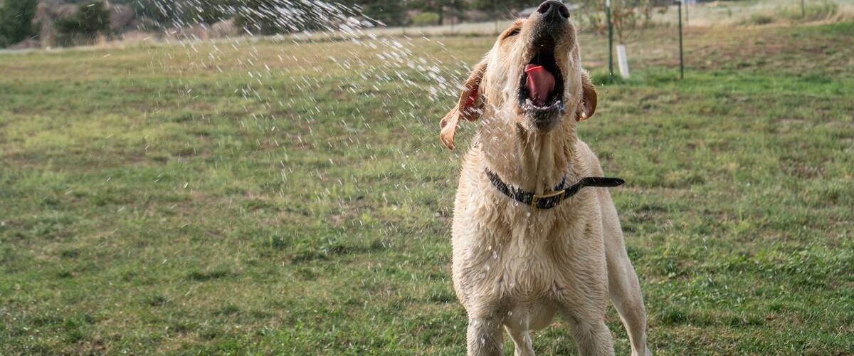 Water spraying on Labrador Retriever at park