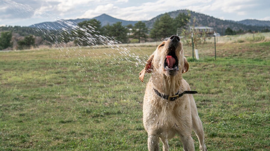 Water spraying on Labrador Retriever at park