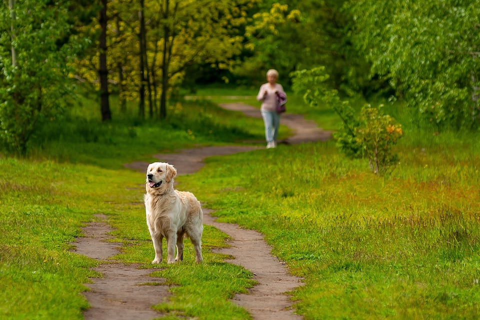 A dog on a dirt path in a grassy area with trees in the background.