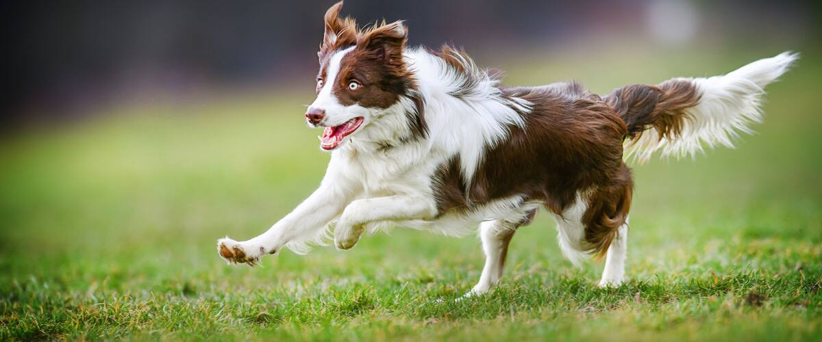 Young dog is fast running on meadow. Brown white border collie from side view.