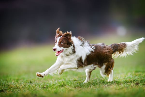 Young dog is fast running on meadow. Brown white border collie from side view.