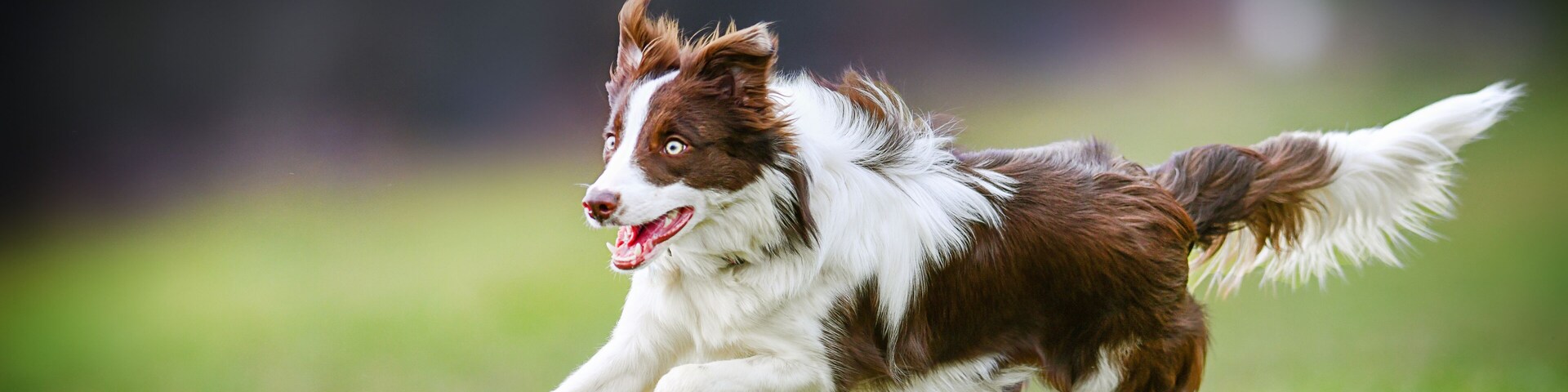 Young dog is fast running on meadow. Brown white border collie from side view.