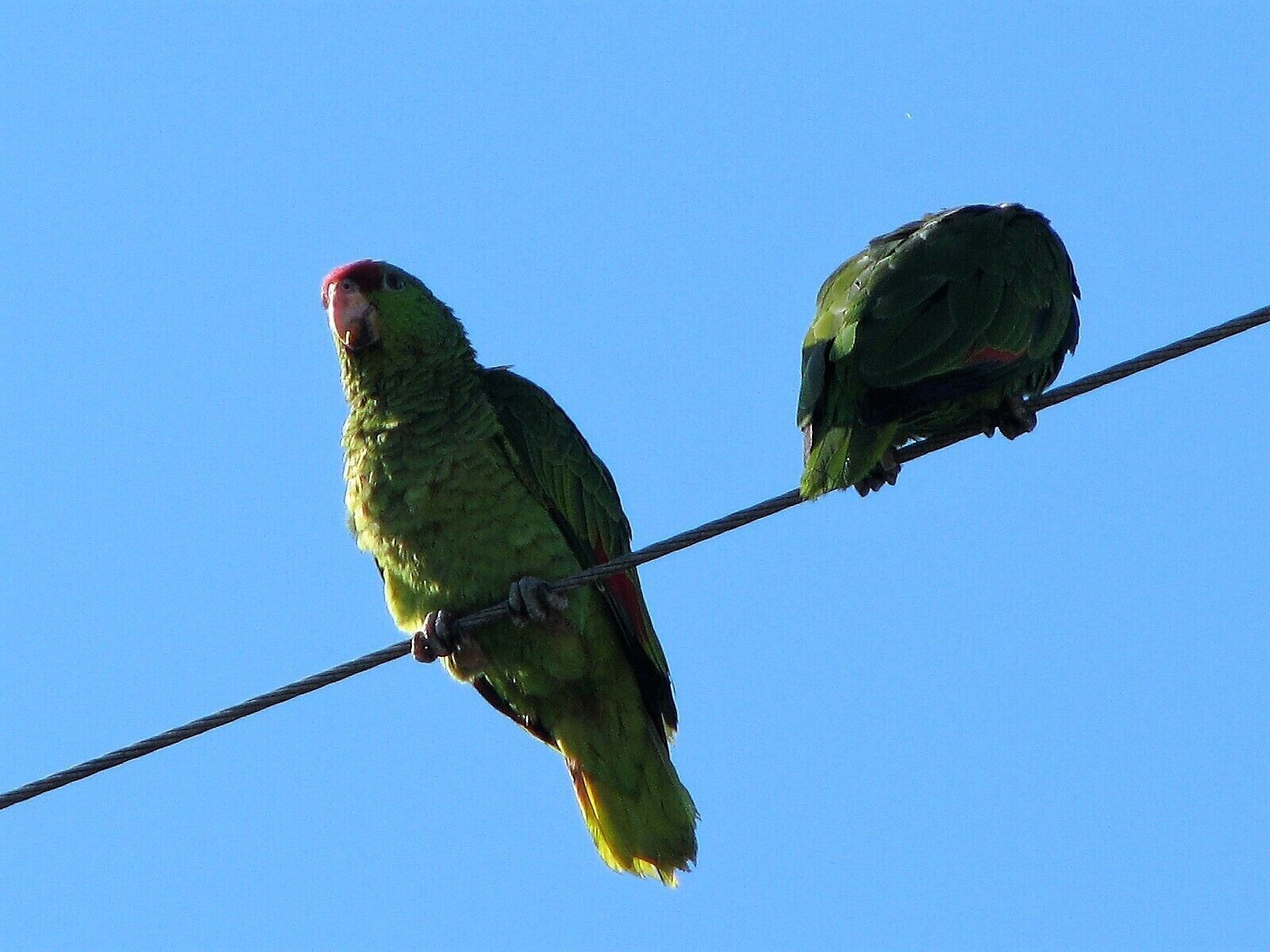 Something new in Orange County, California, some green parrots are growing strong a pack of some 40 or 50, not local natives, but adapting to the new environment.
