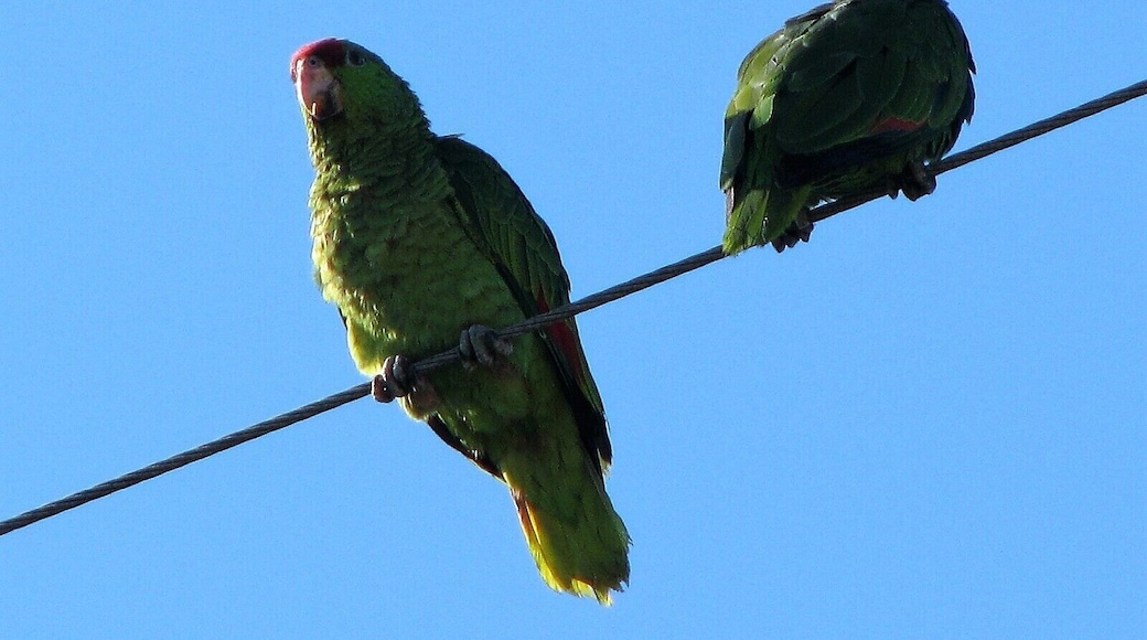 Something new in Orange County, California, some green parrots are growing strong a pack of some 40 or 50, not local natives, but adapting to the new environment.