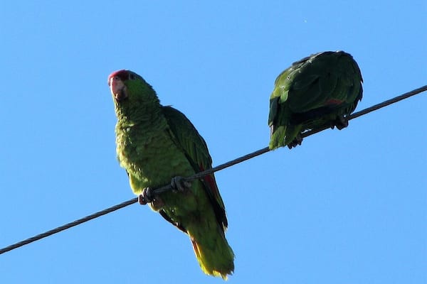 Something new in Orange County, California, some green parrots are growing strong a pack of some 40 or 50, not local natives, but adapting to the new environment.