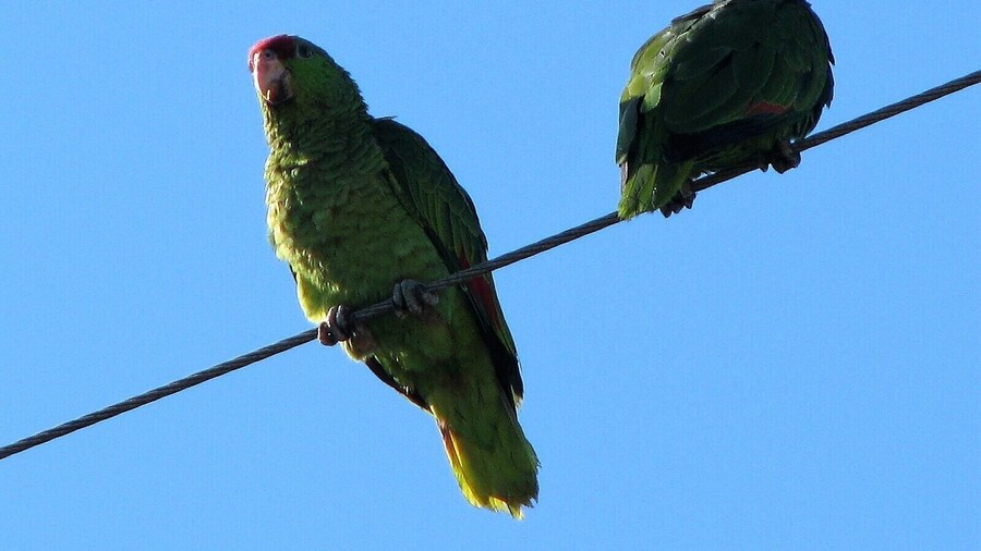 Something new in Orange County, California, some green parrots are growing strong a pack of some 40 or 50, not local natives, but adapting to the new environment.