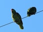 Something new in Orange County, California, some green parrots are growing strong a pack of some 40 or 50, not local natives, but adapting to the new environment.