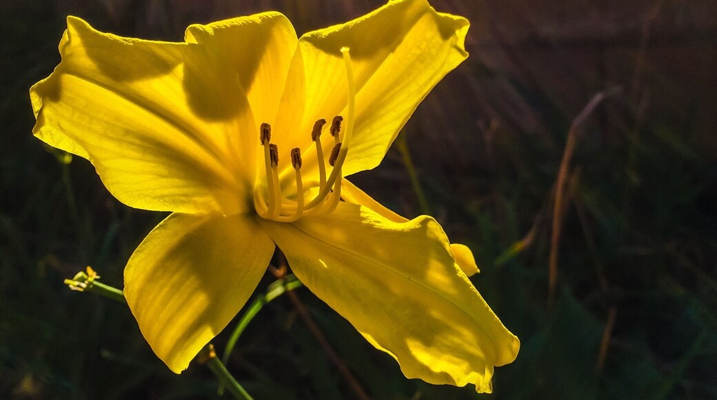 A few hundred yards fro the devastation of the Canyon 2 fire in Orange and Anaheim Hills, Ca, I found this beautiful jewel.