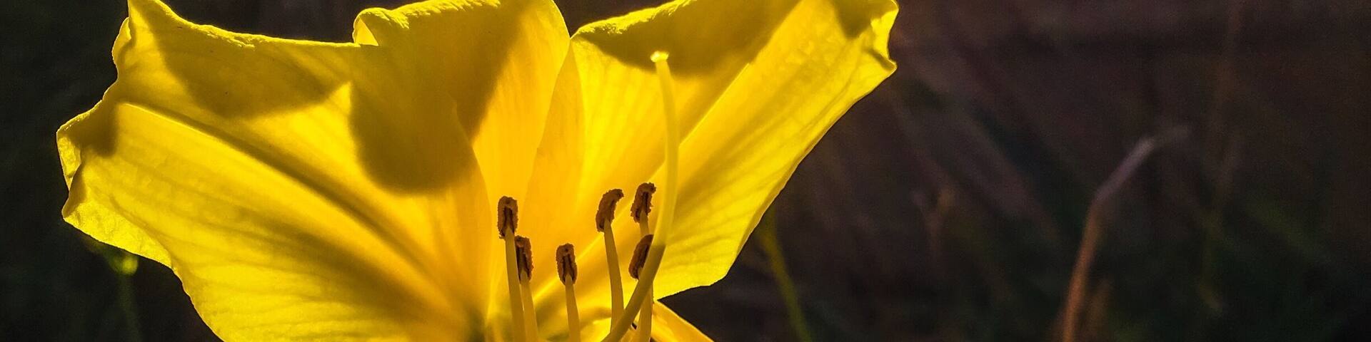 A few hundred yards fro the devastation of the Canyon 2 fire in Orange and Anaheim Hills, Ca, I found this beautiful jewel.