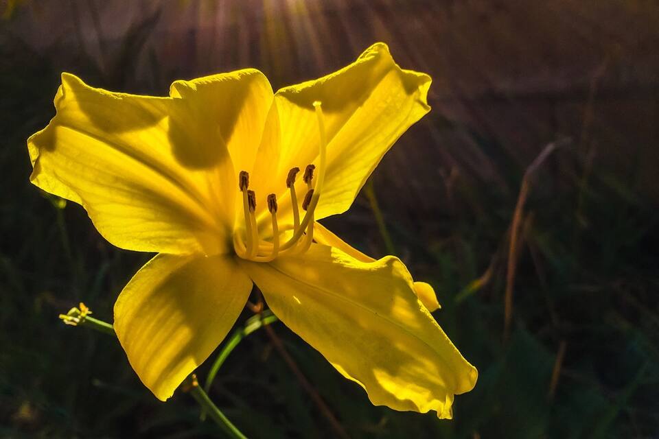 Een gele bloem met meerdere meeldraden en een onscherpe groene achtergrond.