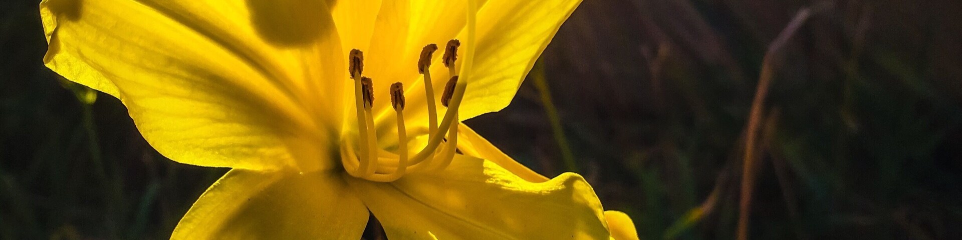 A few hundred yards fro the devastation of the Canyon 2 fire in Orange and Anaheim Hills, Ca, I found this beautiful jewel.