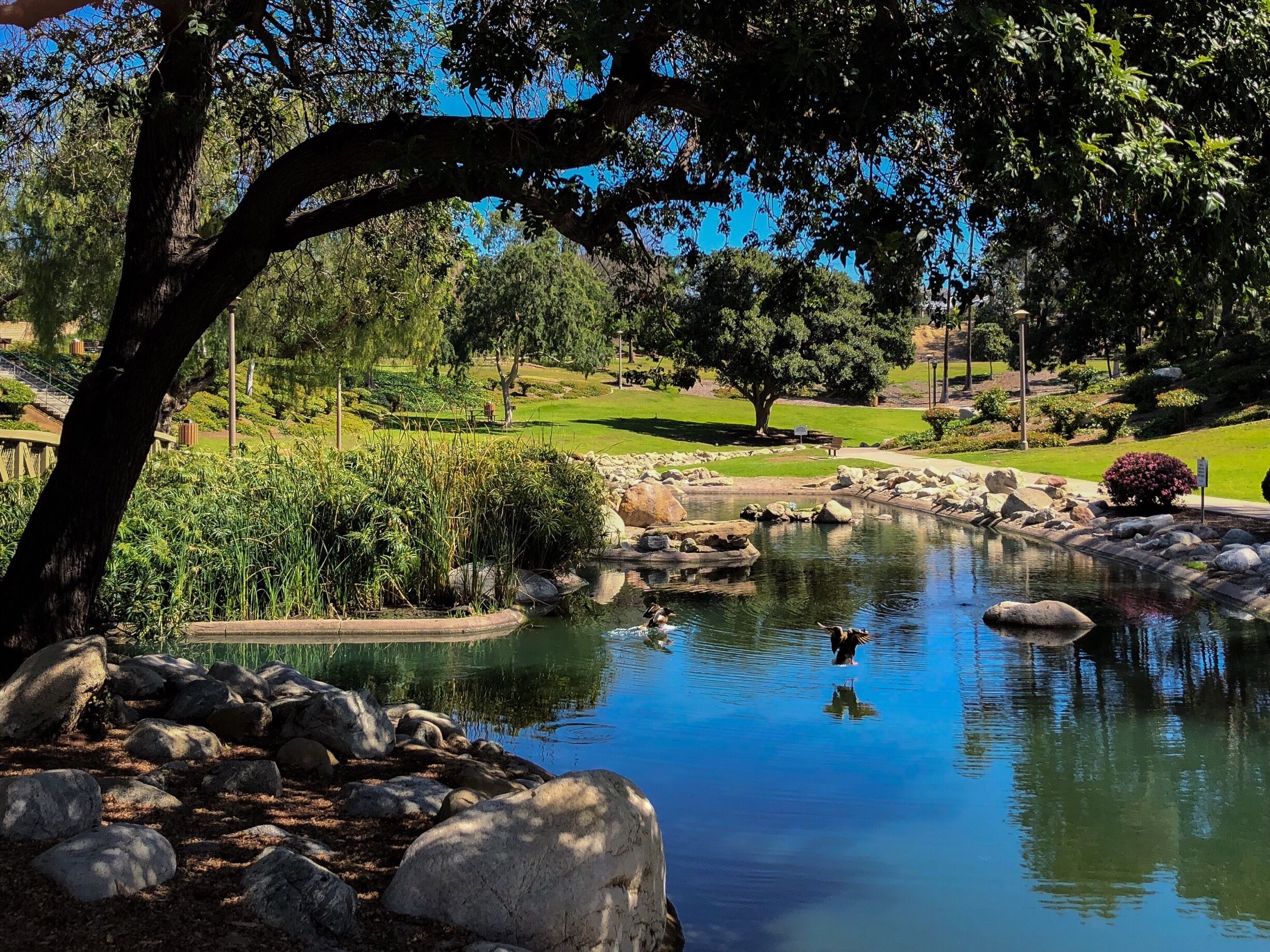Could not have timed it better. Two ducks landing just as I snapped the pic. I was geocaching in the park with my daughter and stopped for a quick photo