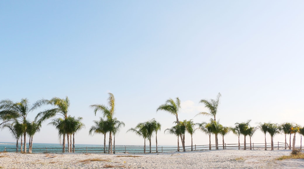 row of palm trees on sunny day on the beach of gulf coast orange beach alabama