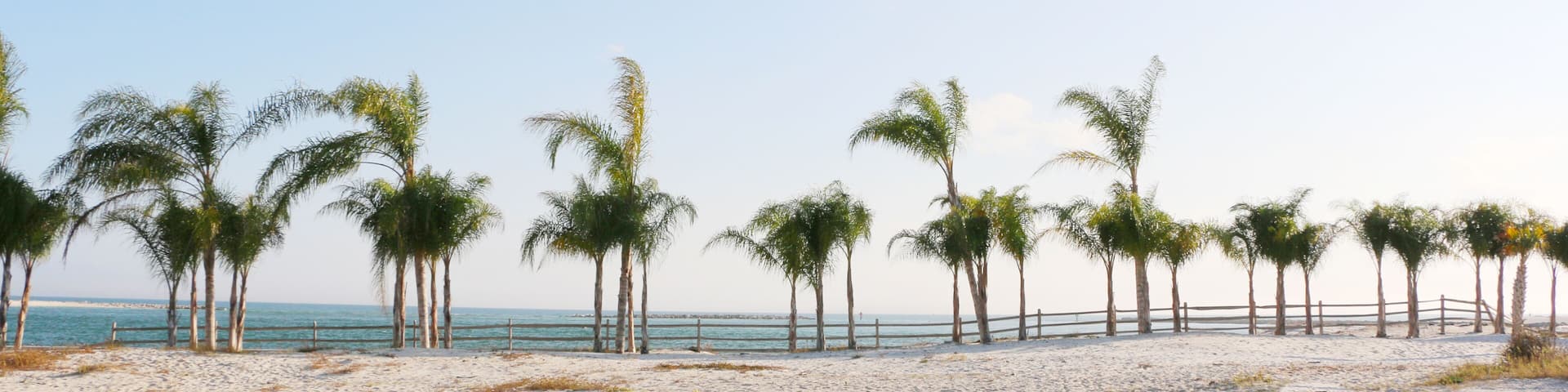 row of palm trees on sunny day on the beach of gulf coast orange beach alabama