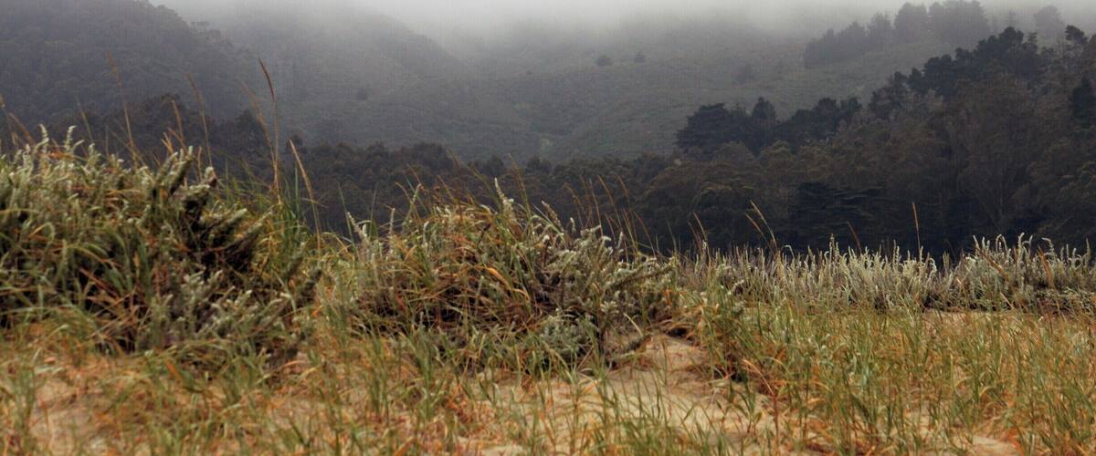 Foggy evening in Pacifica, CA