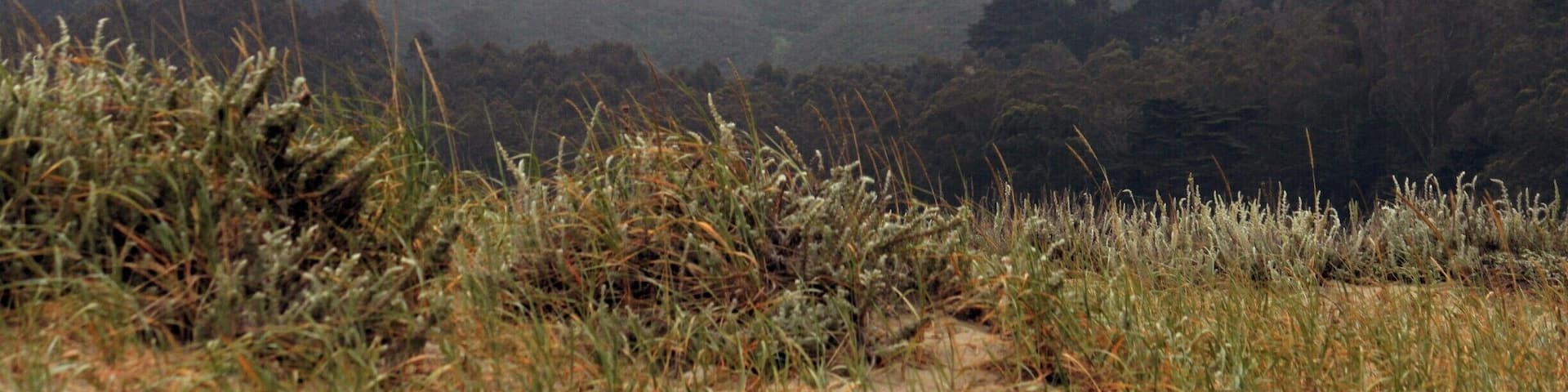 Foggy evening in Pacifica, CA