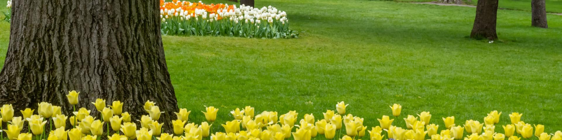 Tulips at Centennial Park, Holland, MI
