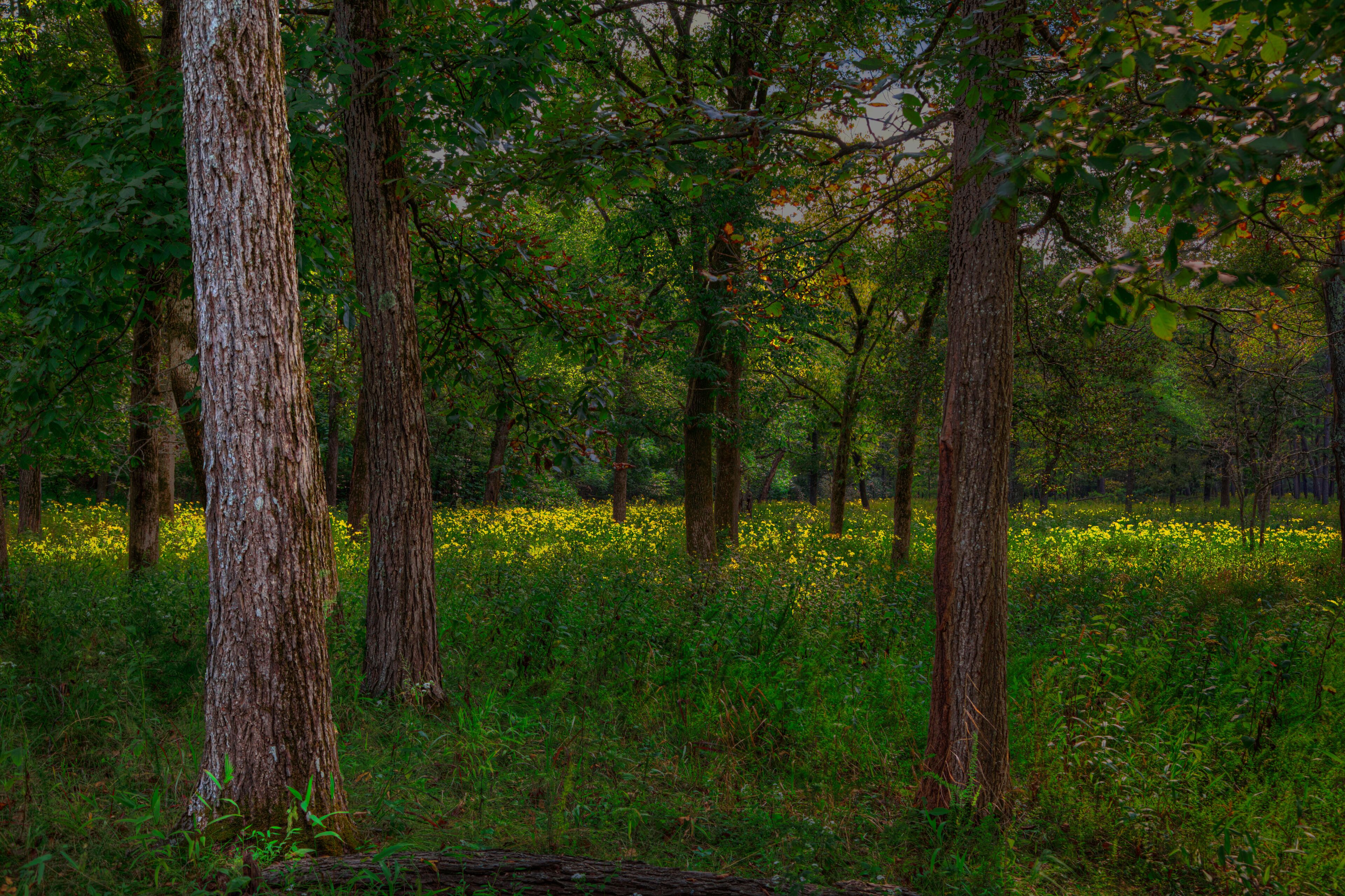 Forest Scene in the Ozarks 