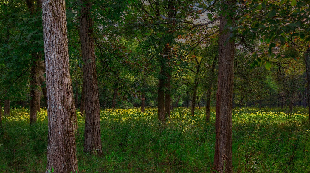 Forest Scene in the Ozarks