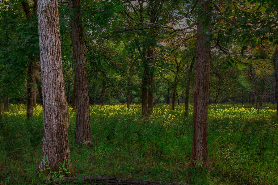 Forest Scene in the Ozarks