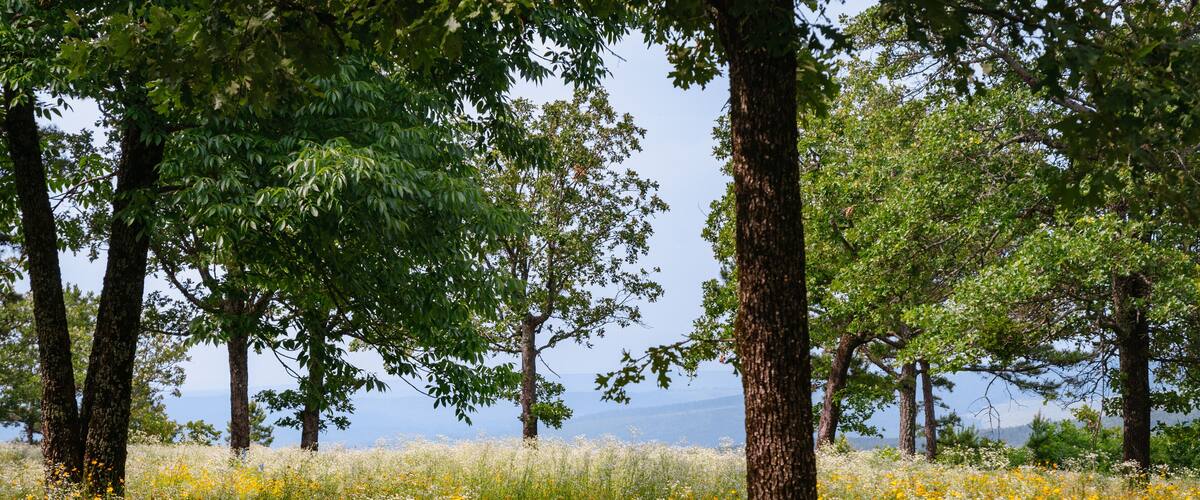A meadow with trees and wildflowers.