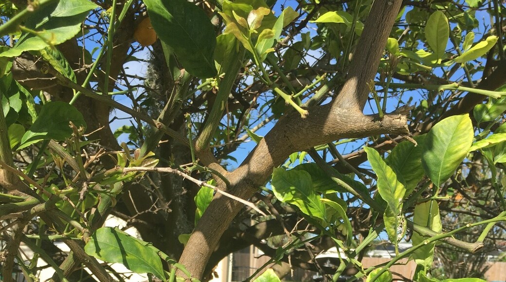 The lemons are almost ripe