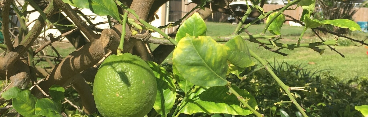 The lemons are almost ripe
