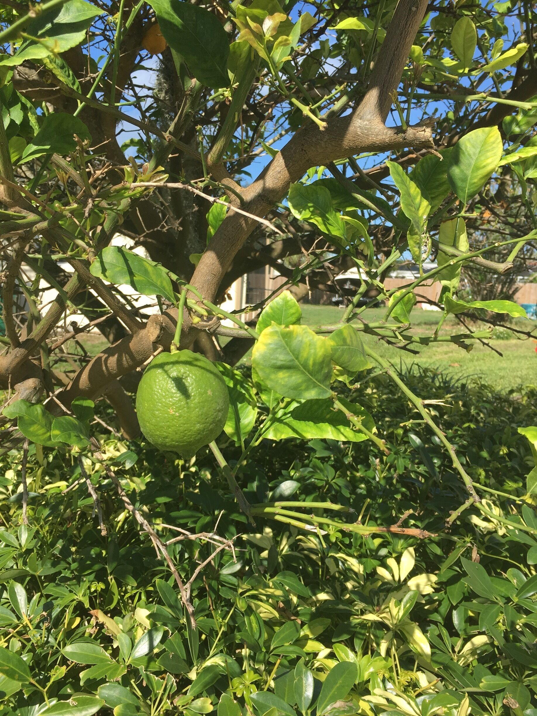 A citrus tree with a green fruit, dense foliage, and a clear blue sky in the background.