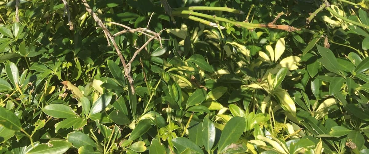 A citrus tree with a green fruit, dense foliage, and a clear blue sky in the background.