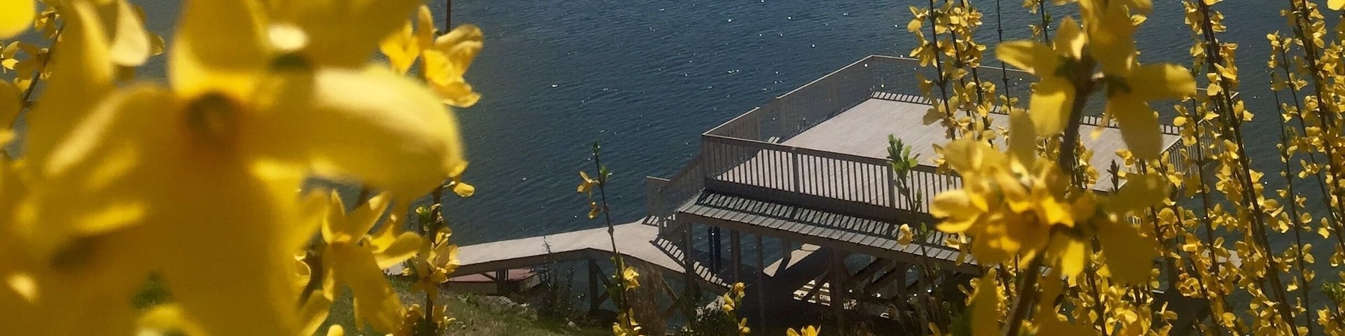 A lake surrounded by trees, with a wooden dock and yellow flowers in the foreground.
