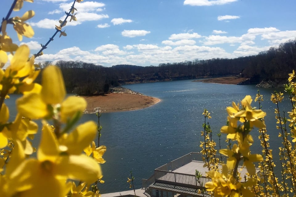 A lake surrounded by trees, with a wooden dock and yellow flowers in the foreground.