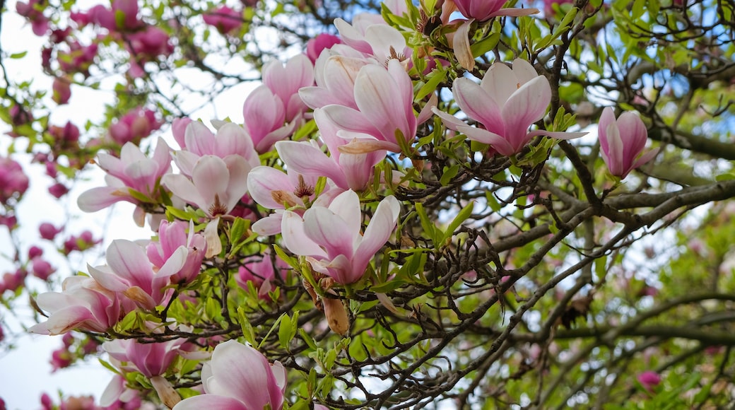 Magnolia blossom