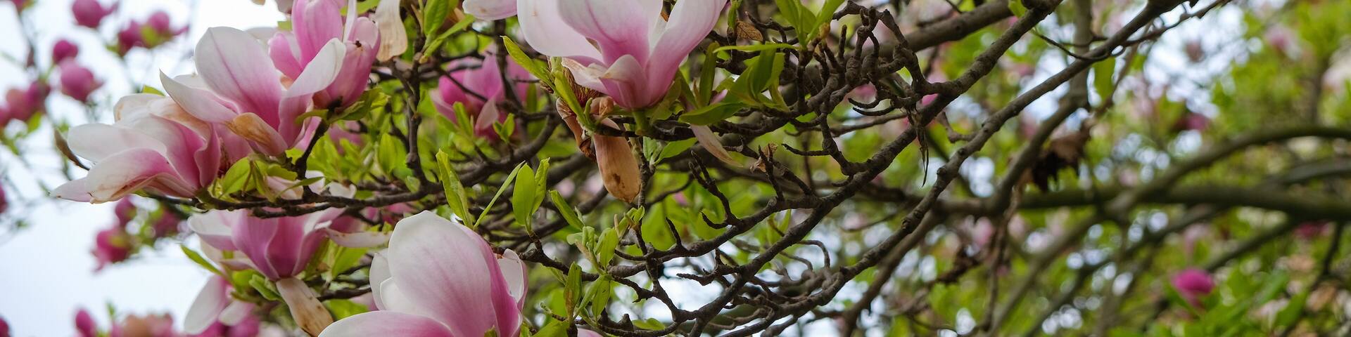 Un árbol con flores de magnolia rosadas y hojas verdes.