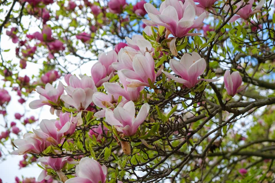 A tree with pink magnolia flowers and green leaves.