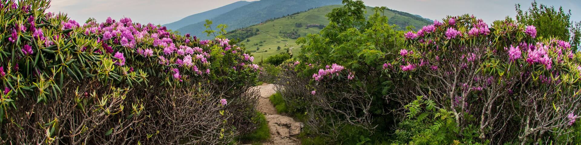 Un sendero de tierra bordeado de flores púrpuras y follaje verde, que conduce hacia una montaña bajo un cielo nublado.