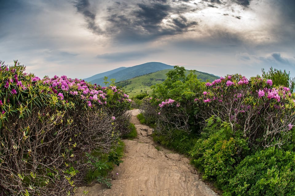 A dirt path flanked by purple flowers and green foliage, leading towards a mountain under a cloudy sky.