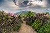 Appalachian Trail Descends Jane Bald Through Rhododendron