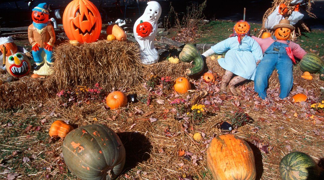 Halloween Characters in Pumpkin Patch, Maggie Valley, Tennessee