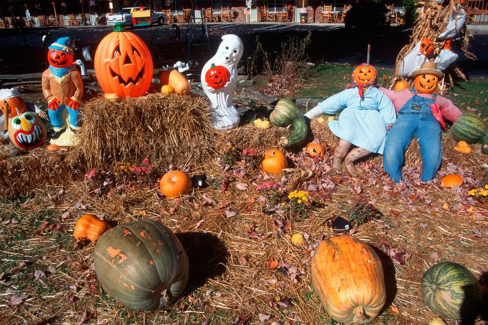 Un campo de calabazas con diversas calabazas talladas y espantapájaros.