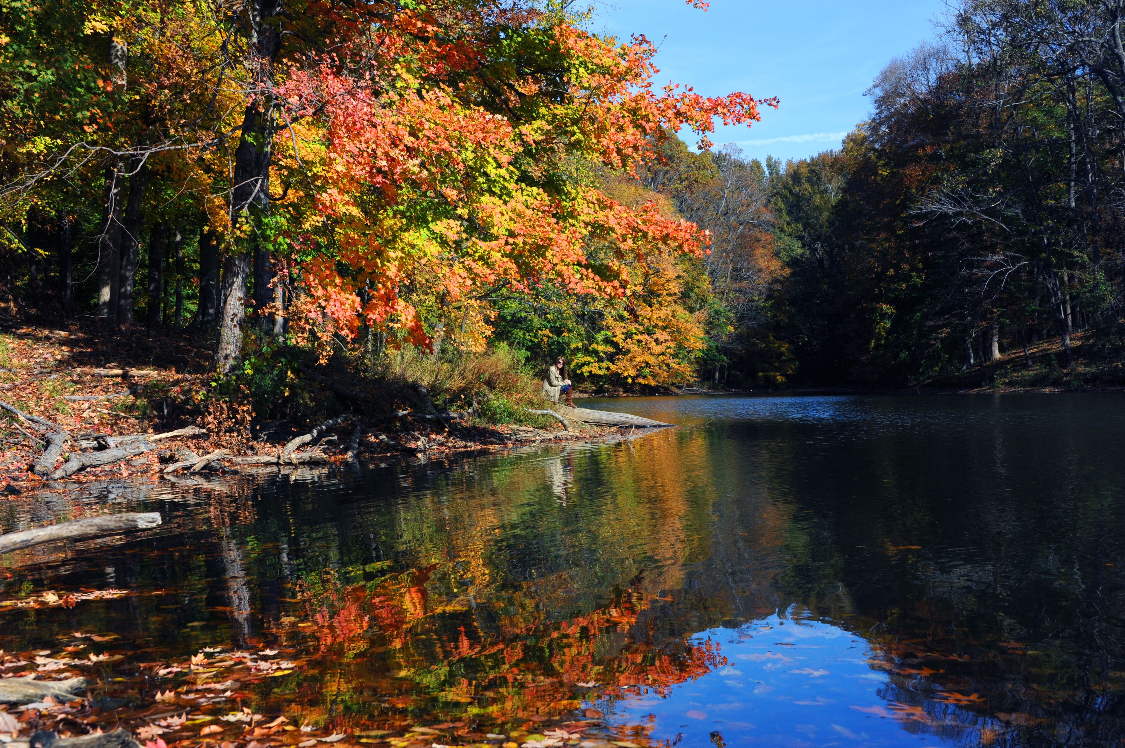 Alone Time of Poplar Tree Lake