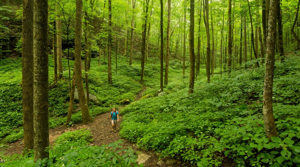 Virgin Falls State Natural Area