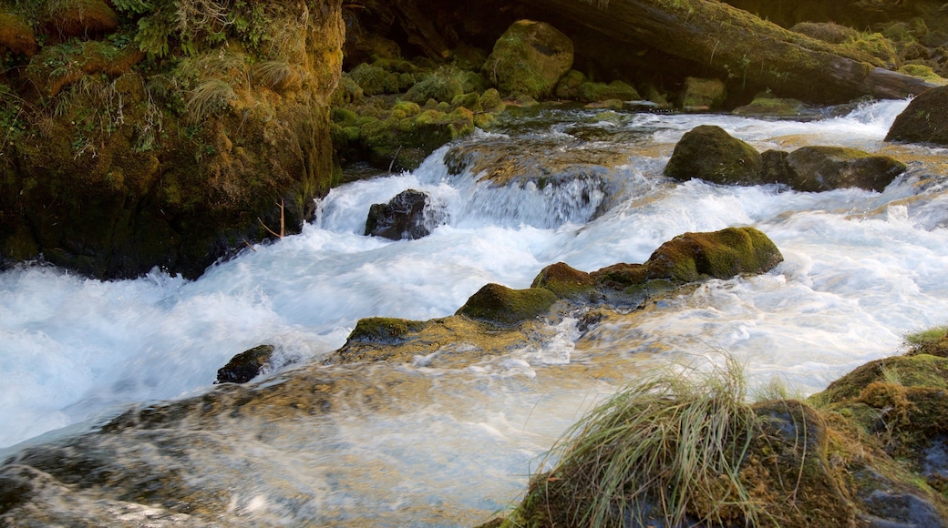 Oakridge mettant en vedette rapides